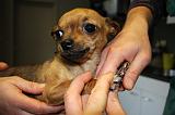 GRIFFES - CHIHUAHUA 026